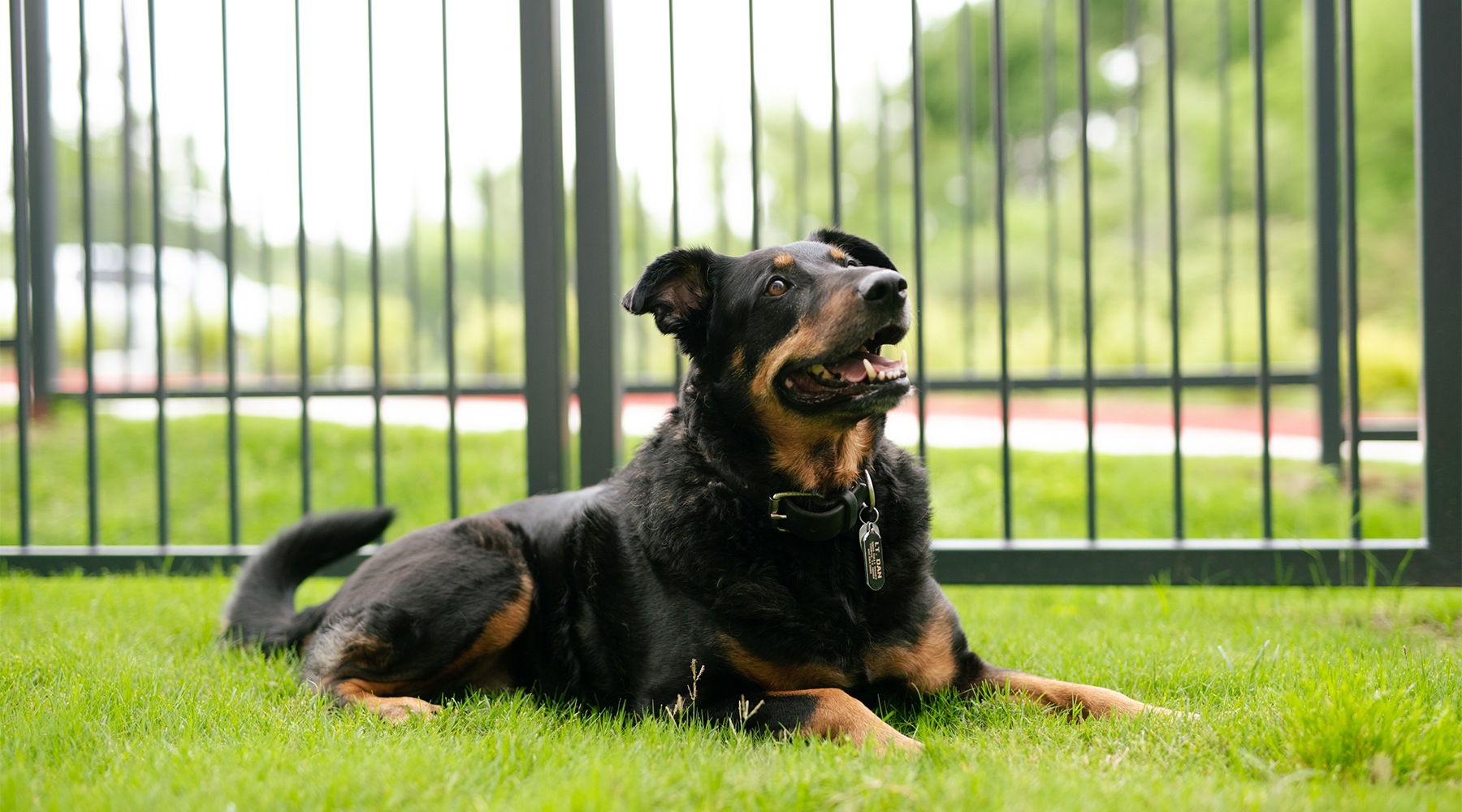 Live Better at ARIZA a dog laying in grass